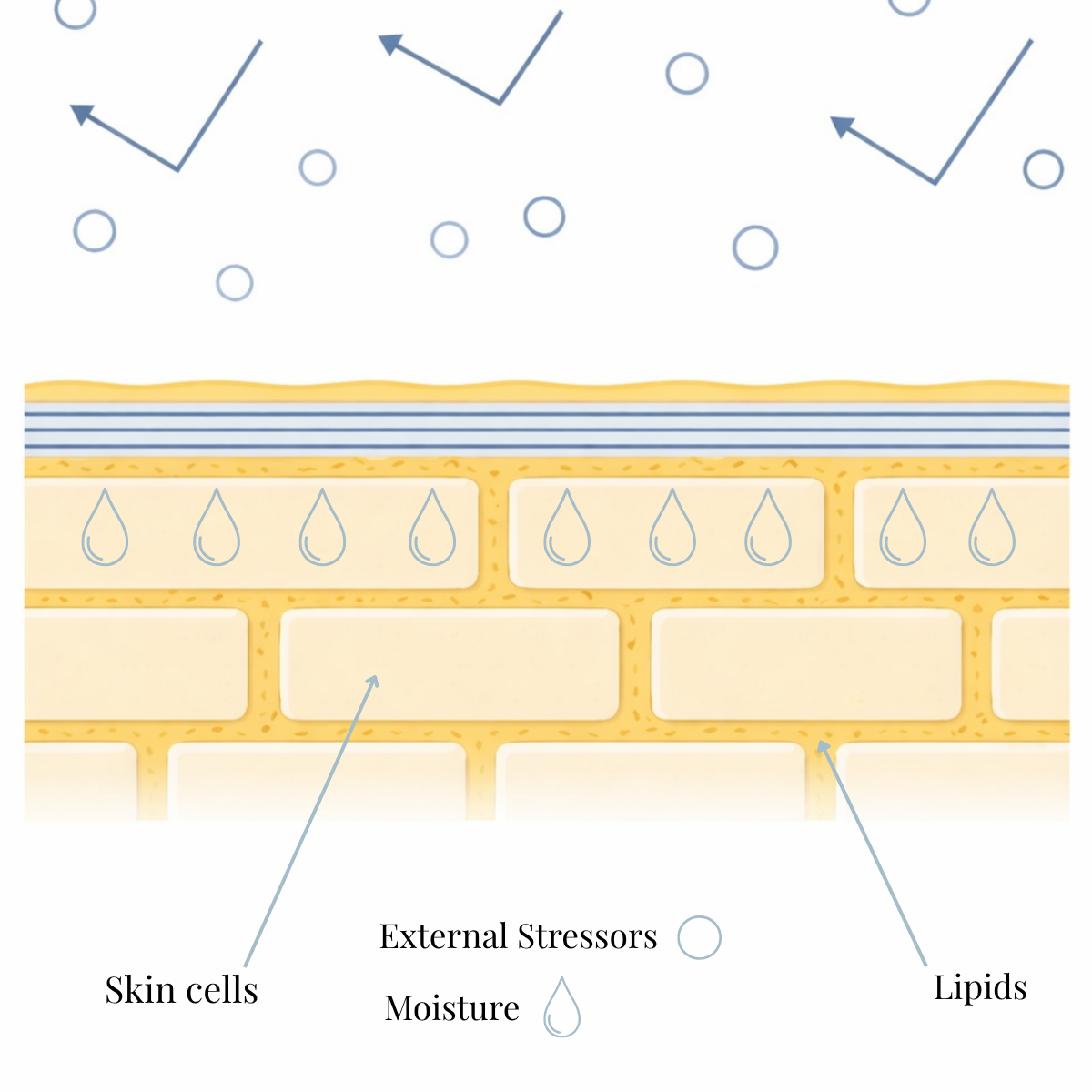 What Is the Skin Barrier and Why Hydration Matters